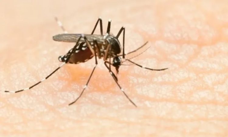 Nueva variante de dengue pone en alerta a Tamaulipas