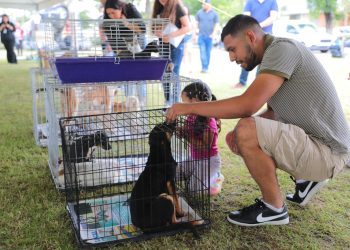 Realizarán en domingo feria de adopción canina y felina