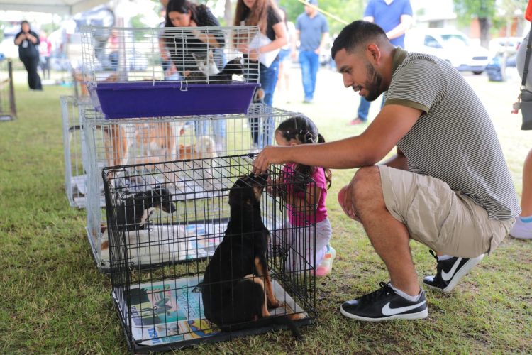 Realizarán en domingo feria de adopción canina y felina