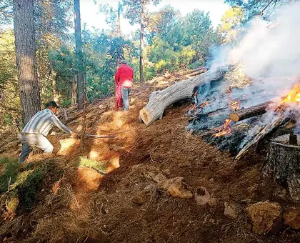Incendios forestales crecen en Guerrero; registran quemas en 20 municipios