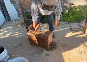 ES NUEVO LAREDO Único municipio de Tamaulipas en proteger la actividad de las abejas