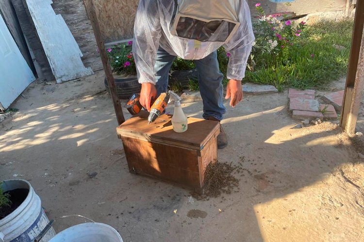 ES NUEVO LAREDO Único municipio de Tamaulipas en proteger la actividad de las abejas