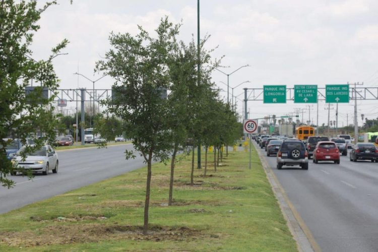 CLAMAN Y RECLAMAN ambientalistas por la reforestación