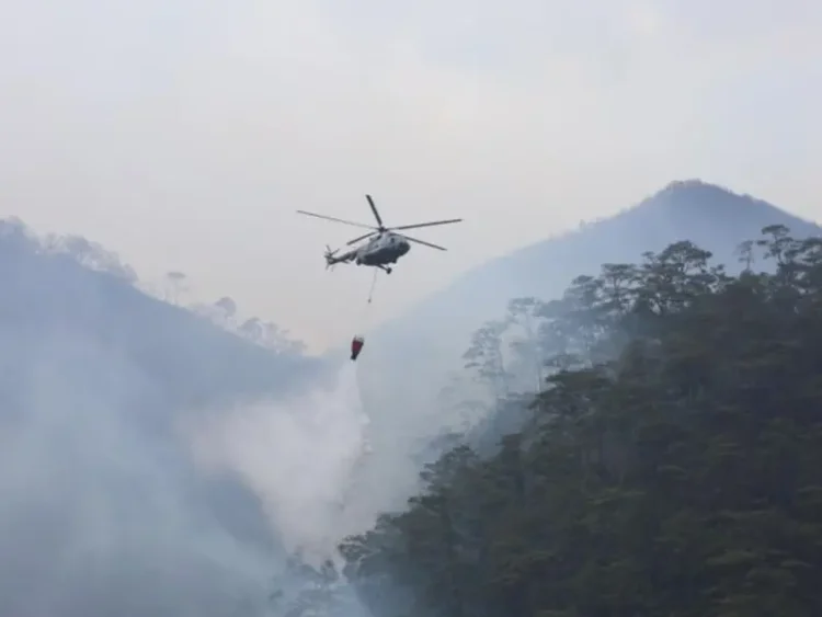 Incendios Forestales Alarman en México