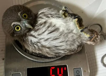 Ola de Calor Provoca Mortandad de Aves en México