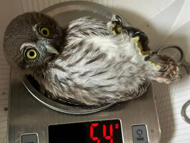 Ola de Calor Provoca Mortandad de Aves en México