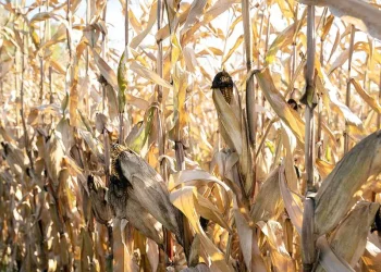 Producción de Alimentos en Riesgo por Clima Extremo