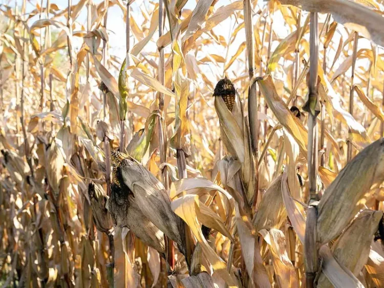 Producción de Alimentos en Riesgo por Clima Extremo