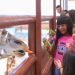 Visitan Zoológico, Acuario y albercas durante celebración del Día del Niño