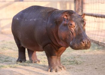 Harán intercambio de especies con el Zoológico Tamatán de Victoria