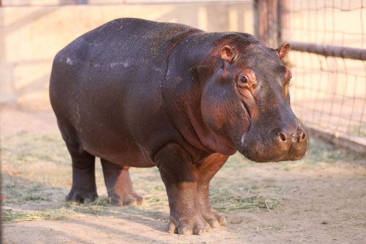 Harán intercambio de especies con el Zoológico Tamatán de Victoria