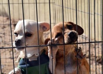 Solicitan apoyo para rescatados
