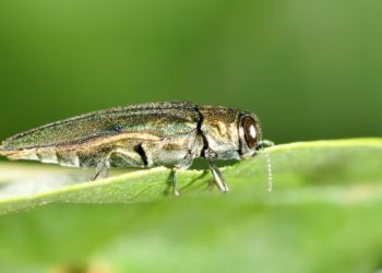 EN CINCO CONDADOS Servicio Forestal de Texas detectó presencia de insectos invasivos
