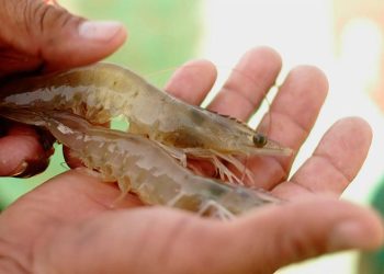Da inicio la veda de camarón EN EL GOLFO DE MÉXICO