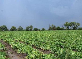 ¡Crecen las esperanzas! ganaderos esperan lluvias
