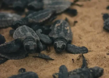 Altas temperaturas amenazan el nacimiento de tortugas macho en Malasia