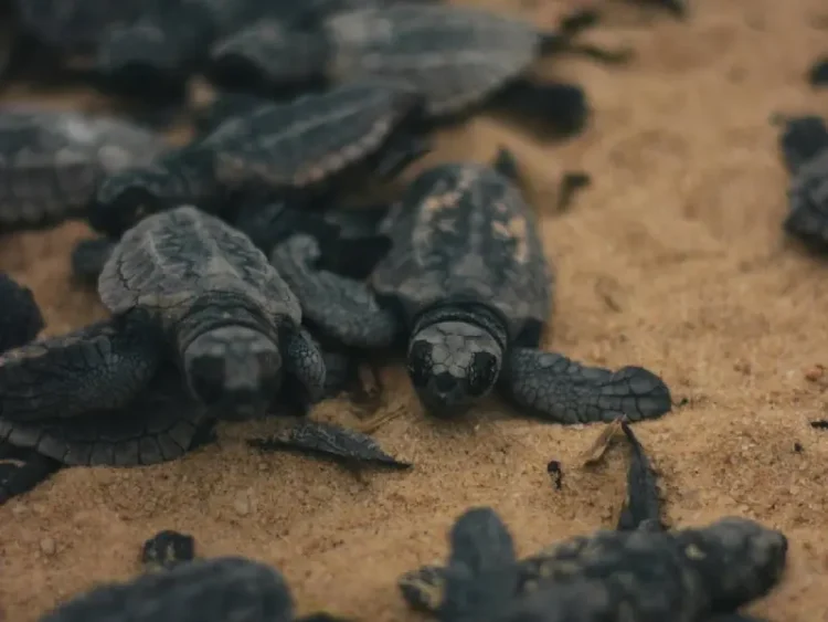 Altas temperaturas amenazan el nacimiento de tortugas macho en Malasia