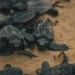 Altas temperaturas amenazan el nacimiento de tortugas macho en Malasia
