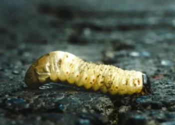 Mujer fallece en Costa Rica por infección de gusano barrenador