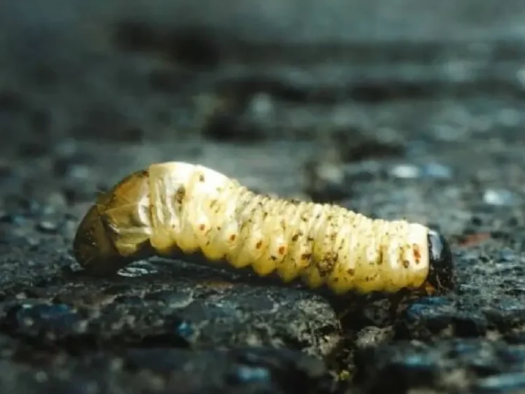 Mujer fallece en Costa Rica por infección de gusano barrenador