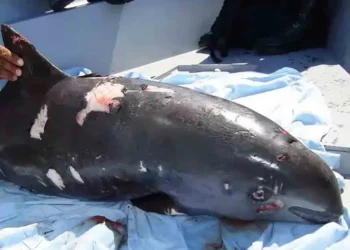 Abre Investigación el T-MEC por declive de vaquita marina