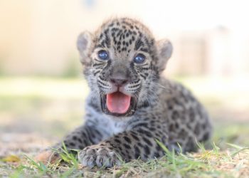 EN ZOOLÓGICO DE NUEVO LAREDO Crías de jaguar y cebra, los nuevos habitantes