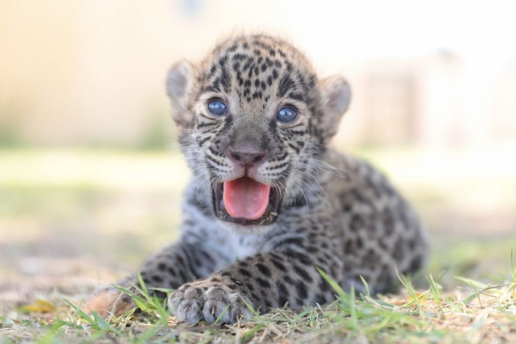 EN ZOOLÓGICO DE NUEVO LAREDO Crías de jaguar y cebra, los nuevos habitantes