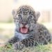 EN ZOOLÓGICO DE NUEVO LAREDO Crías de jaguar y cebra, los nuevos habitantes