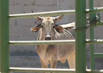 Muere ganado por golpe de calor durante traslados