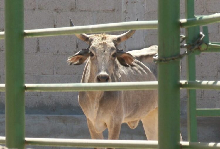 Muere ganado por golpe de calor durante traslados
