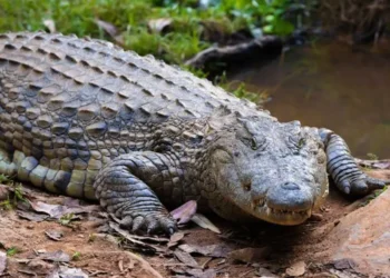 Hallan sin vida a menor que nadó en arroyo infestado de cocodrilos en Australia