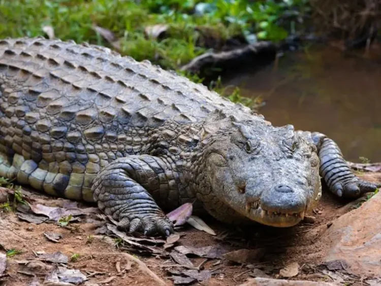 Hallan sin vida a menor que nadó en arroyo infestado de cocodrilos en Australia