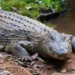 Hallan sin vida a menor que nadó en arroyo infestado de cocodrilos en Australia