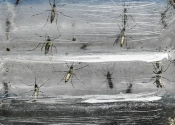 Colombia combate el dengue con ‘biofábrica’ de mosquitos