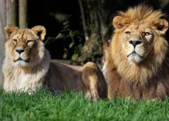 Caen dos hombres por intentar vender leones ilegalmente en Sudáfrica