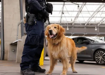 Goose, el perro que combate el fentanilo en la frontera
