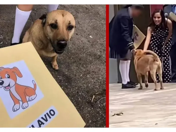 Flavio, el perro callejero que se gradúa y roba corazones en una primaria de Guadalajara