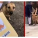 Flavio, el perro callejero que se gradúa y roba corazones en una primaria de Guadalajara