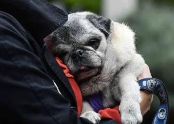 Alerta por crecimiento de casos de parvovirus canino en Yucatán