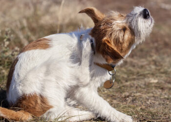 RECOMIENDA SECTOR SALUD Higiene en mascotas para evitar garrapatas