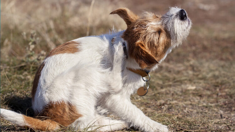 RECOMIENDA SECTOR SALUD Higiene en mascotas para evitar garrapatas