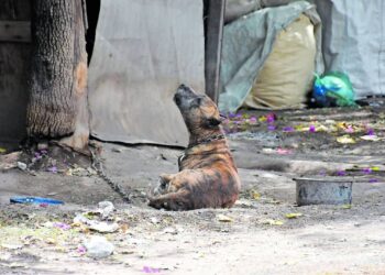 Recibe Comusa reportes diarios de maltrato animal