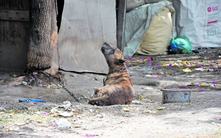 Recibe Comusa reportes diarios de maltrato animal
