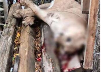 Aterroriza León de Montaña a laredenses: lo caza LPD