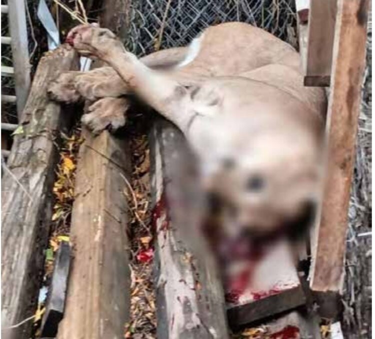 Aterroriza León de Montaña a laredenses: lo caza LPD