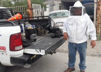 Exhorta PC reportar enjambres de abejas; piden prevenir accidentes