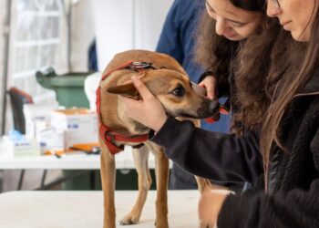 Adopción de mascotas fomenta emprendedurismo