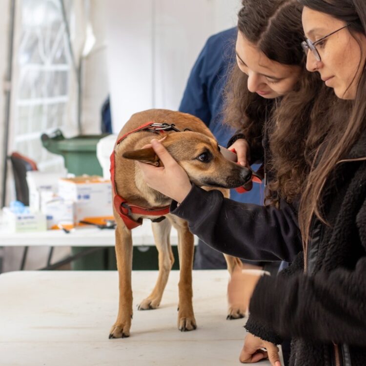Adopción de mascotas fomenta emprendedurismo