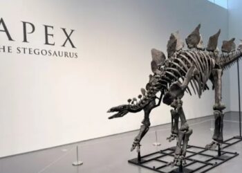 Récord en subasta: Esqueleto de estegosaurio alcanza 44 millones de dólares