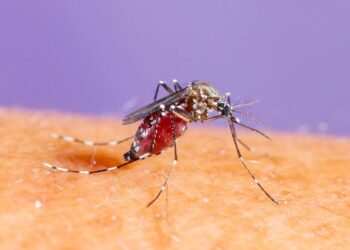 Refuerzan acciones de salud contra el dengue